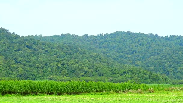 Zielone drzewa huśtawka przez wiatr na łące i górskim tle wzgórza — Wideo stockowe
