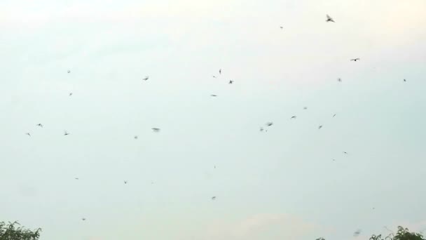Пан много сороки летают есть насекомых на небе — стоковое видео
