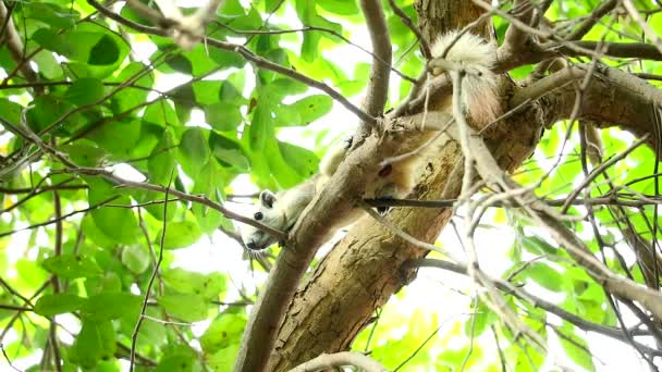 Eekhoorn wachten en hangen aan een tak boom en kijk vooruit naar de camera — Stockvideo