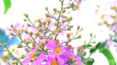 Lagerstroemia speciosa pembe beyaz çiçek ve tohum sonbaharda çiçek açar