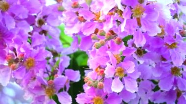 Lagerstroemia Specosa Bahçede açan pembe beyaz çiçek
