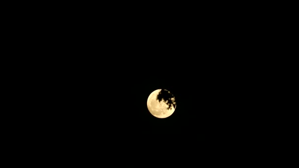 Full old moon passing back on silhouette tree in the night sky — Stock Video