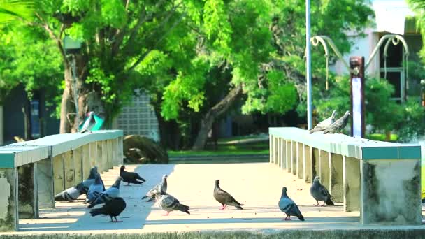 Duvor äter mat på en bro i trädgården — Stockvideo