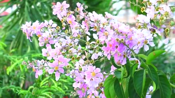 庭にはラガーストロミア・スペシオサ・ピンクの白花を咲かせます1 。 — ストック動画