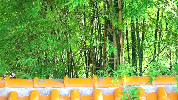Dach domu chiński styl i bambus w ogrodzie — Wideo stockowe