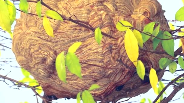 Las avispas hacen un nido en un árbol en el jardín, precaución, No se acerque y golpearlo. Porque va a picar — Vídeos de Stock