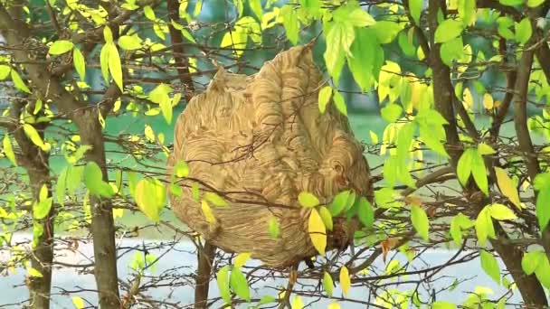 Wespen maken een nest op een boom in de tuin, voorzichtig, Niet benaderen en raak het. Omdat het zal prikken. — Stockvideo
