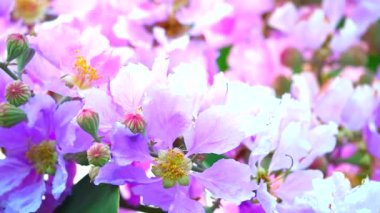 Lagerstroemia speciosa pembe beyaz çiçek açar sonbahar 1 'de