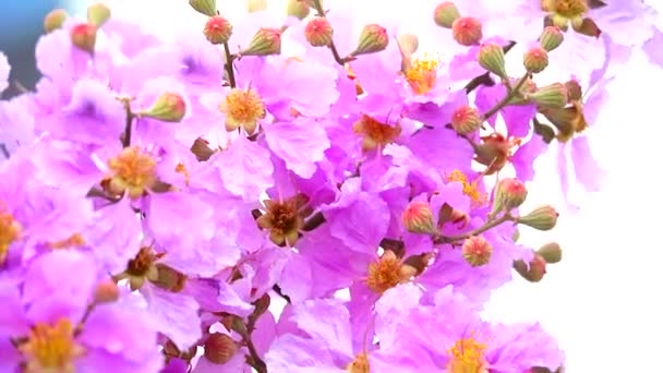 Lagerstroemia speciosa rosa flor blanca en el otoño — Vídeos de Stock