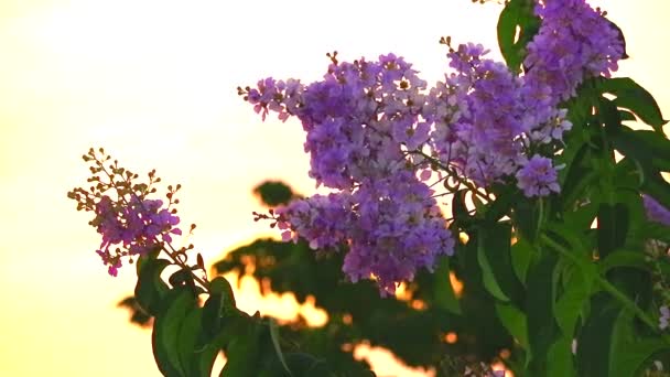 ラガーストロミア・スペキオーサピンクの白花を咲かせ日没の光 — ストック動画