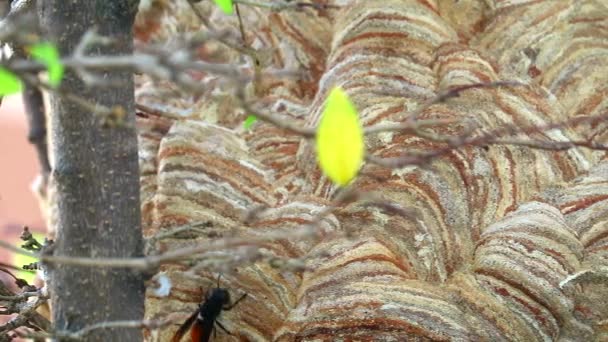Pan close up Colmeia de vespas no jardim e estão explorando ao redor da área — Vídeo de Stock