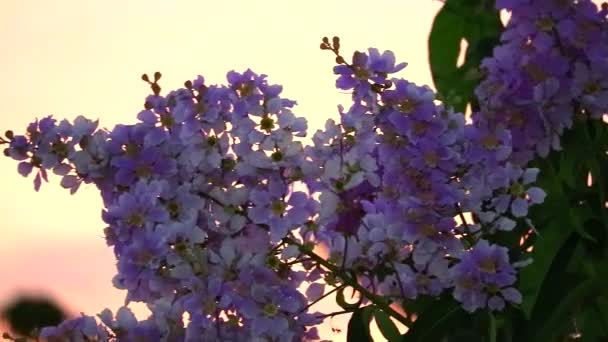 Panning Lagerstroemia speciosa růžové bílé květy květ a západ slunce světlo — Stock video