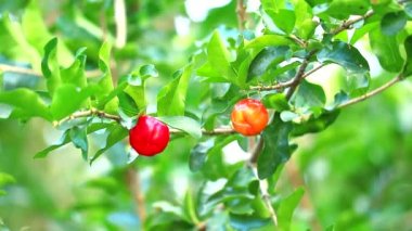 Acerola kirazı A vitamini, beta karoten, lycopene ve karoten içerir ve taze portakaldan 65 kat daha yüksek oranda doğal C vitamini içerir.