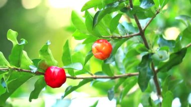 Acerola kirazı A vitamini, beta karoten, lycopene ve karoten içerir ve taze portakaldan 65 kat daha yüksek oranda doğal C vitamini içerir.