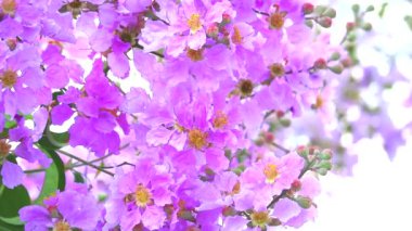 Lagerstroemia speciosa pembe beyaz çiçek ikinci sonbaharda bahçede açar.