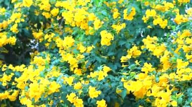 Silver trumpet tree, Tree of gold,Paraguayan silver trumpet tree yellow flowers blooming