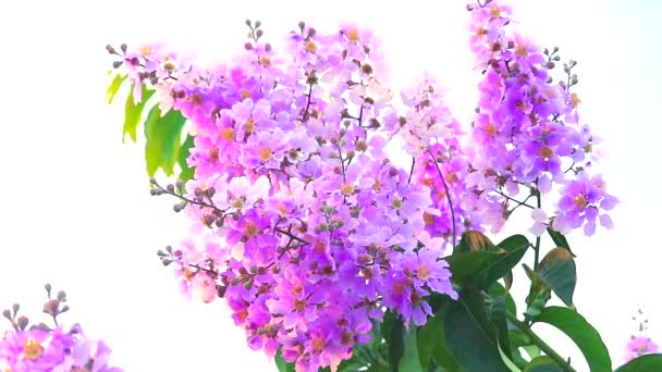 Лагерстромія спекоса рожева біла квітка цвіте і насіння восени1 — стокове відео