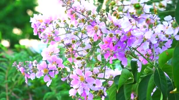 秋に、ラガーストロミア・スペシオサ・ピンクの白花と種子を咲かせます2 。 — ストック動画