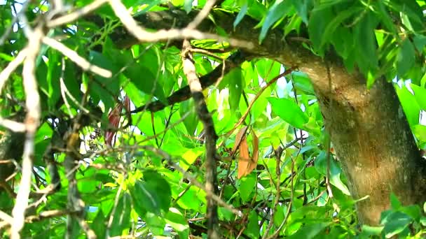Piel de lagarto y reflejo de la luz solar desde el lago hasta el árbol — Vídeos de Stock