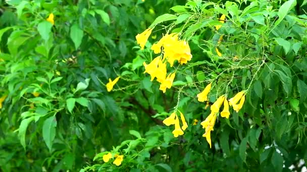 Panning to Yellow elder, Τρομπέτα θάμνος, Τρομπέτα λουλούδι έχει κίτρινο χρώμα ανθίζει στον κήπο — Αρχείο Βίντεο