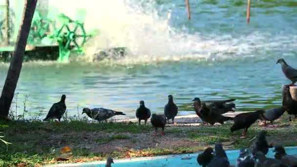 Duvor äter mat på en jord i trädgården — Stockvideo