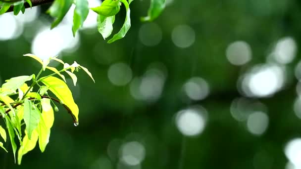 花园里的雨滴和在风和日照下移动的模糊的绿色背景树枝 — 图库视频影像