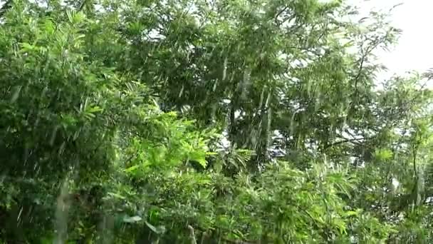 Rain drop in garden focus background branch moving by wind and sunlight in afternoon reflection on leaves — Stok video