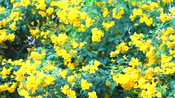 Zilveren trompetboom, Boom van goud, Paraguayaanse zilveren trompetboom gele bloemen in bloei — Stockvideo