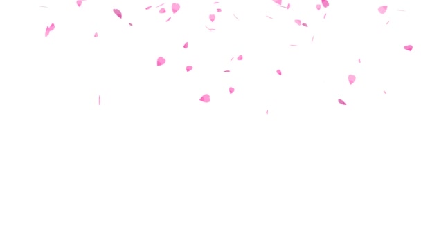 Folhas sakura rosa fresco caindo fundo isolado — Vídeo de Stock