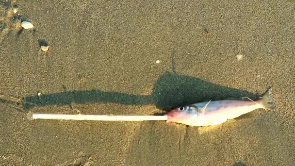 De vis is dood en heeft een plastic buis in de mond, het concept van milieuvernietiging door het dumpen van afval in dierlijk afval — Stockvideo