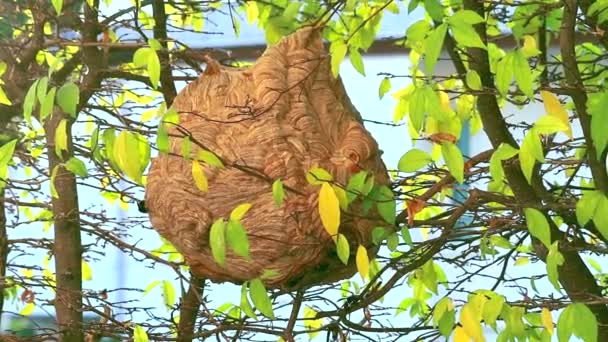 Осы делают гнездо на дереве в саду, осторожно, не приближайтесь и ударьте его. Потому что он будет скупым — стоковое видео