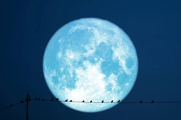 電柱のシルエット鳥に戻る超イチゴの月 — ストック写真