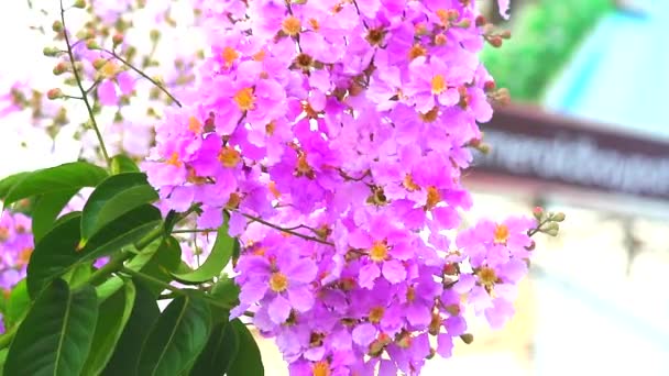 Lagerstroemia speciosa pembe beyaz çiçek 1 sonbaharda bahçede açar. — Stok video