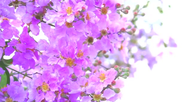 Lagerstroemia speciosa roze witte bloem bloei in de tuin in de herfst — Stockvideo