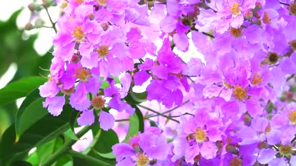 Panning Lagerstroemia speciosa roze witte bloem bloei in de tuin in de herfst — Stockvideo