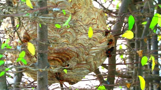 Close-up Wespen bijenkorf in de tuin en verkennen de omgeving — Stockvideo