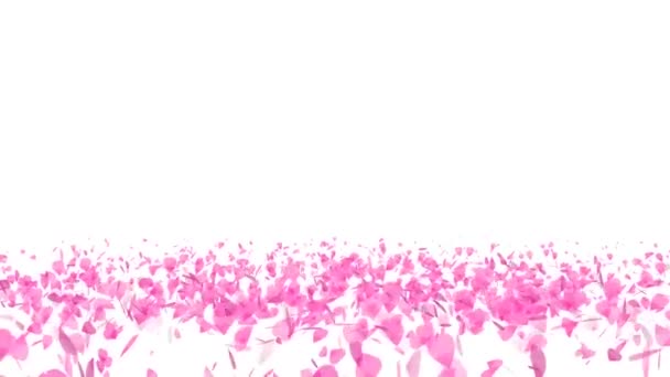 Million pink sakura leaves twirly on floor isolated background — 비디오