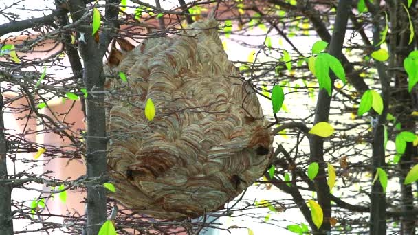 Wasps kupa i trädgården och utforskar området — Stockvideo