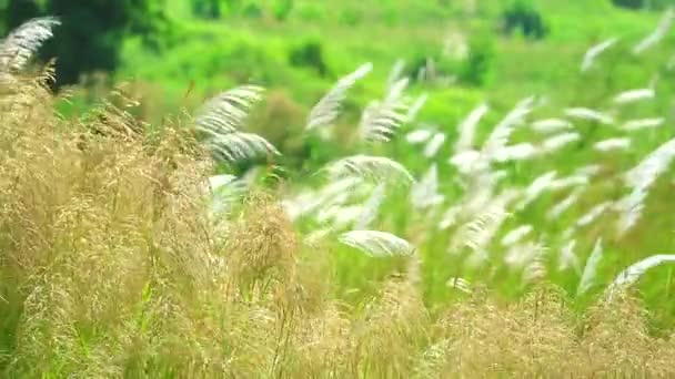 Blanco bambú hierba flores verde hojas columpio por el viento en el fondo del prado — Vídeos de Stock