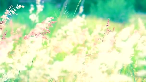 Biały czerwony trawa kwiaty zielony liście huśtawka przez wiatr w zielonym polu tło — Wideo stockowe