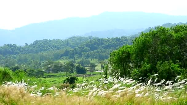 Vita gräs blommor gröna blad svinga med vinden i äng och berg kulle bakgrund1 — Stockvideo