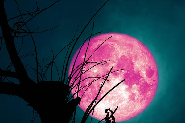 Completo rosa Beaver Luna de nuevo en la nube oscura en la silueta árbol seco — Foto de Stock