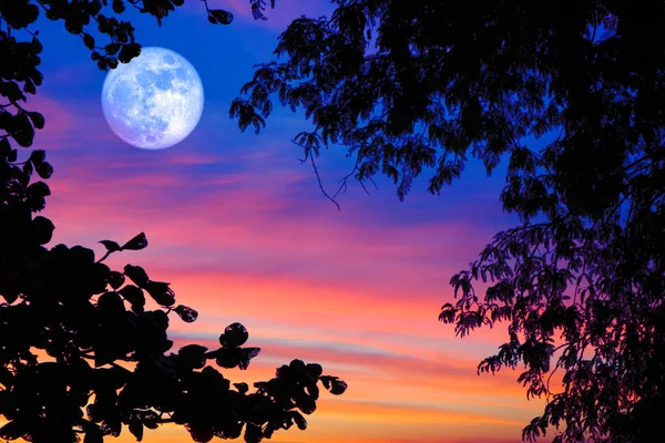 Luna de hambre llena azul en el cielo nocturno silueta trasera árbol y soles — Foto de Stock