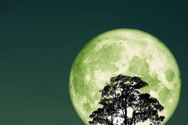 Супер повний сніговий зелений місяць на нічному небі назад силует дерево і — стокове фото