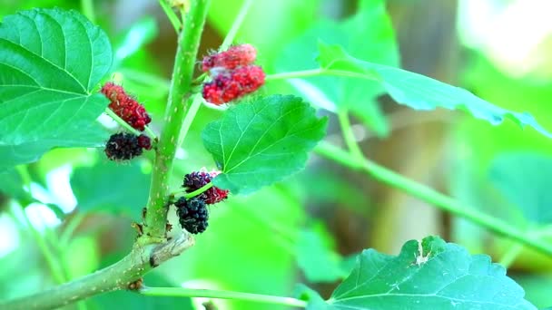 Mulberry tree helps reduce blood sugar. Nourishes the heart, has a cooling effect, helps quench the heat and gives freshness — Stock Footage Mulberry tree helps reduce blood sugar. Nourishes the heart, has a cooling effect, helps quench the heat and gives freshness Stock Footage