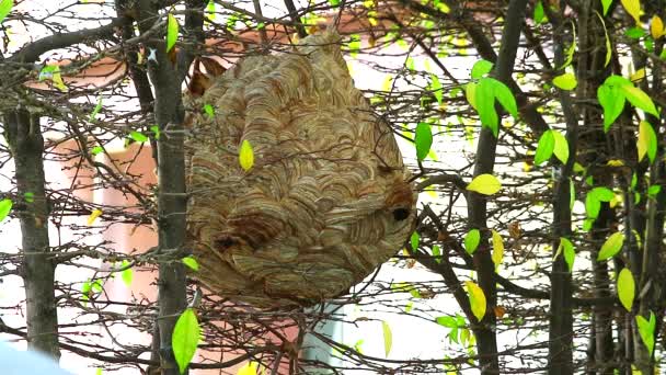 Улей осы в саду и исследуют окрестности — стоковое видео