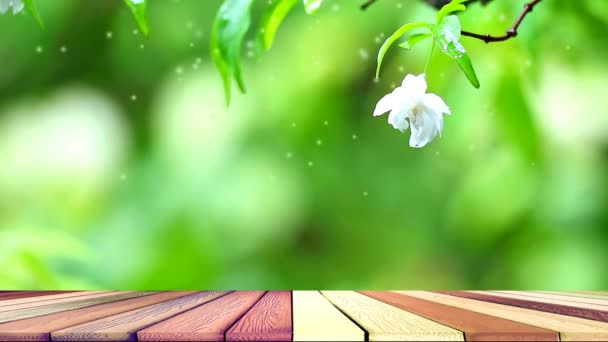 Weiße Mokkeblüten duften und wiegen sich im Wind in Gartenholzboden und Wassertropfen 1 — Stockvideo