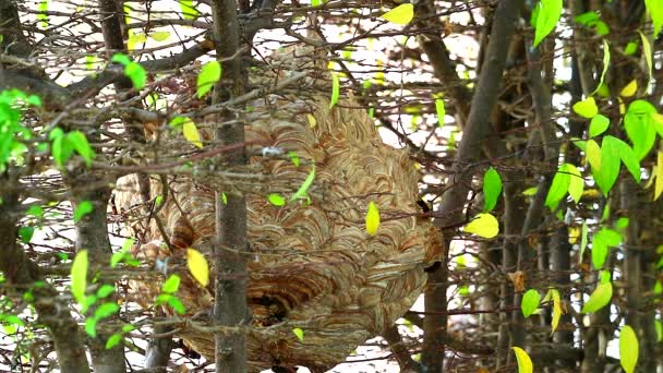 Avispas colmena en el jardín y están explorando alrededor de la zona — Vídeo de stock