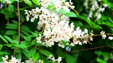 Mücevher sarmaşığı, domuz sarmaşığı, Malezya mücevheri kökün sarhoş bir tadı vardır ve iksir olarak kullanılır.