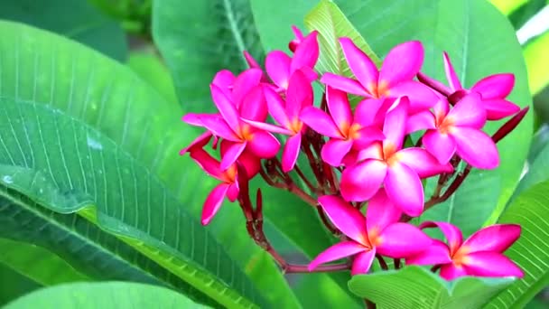 Plumeria fialové květy a zelené listy v zahradním pozadí — Stock video